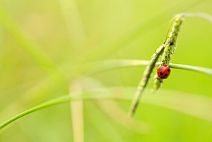 selective focus photography of Ladybug on crowfoot grass, ladybird