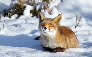 fox on snow