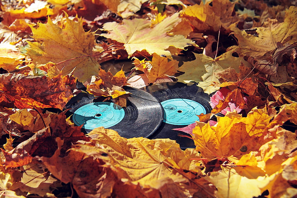 two black vinyl records, leaves, vinyl, fall HD wallpaper
