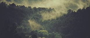 top view of forest with fogs