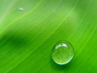 closed up photo of water spill on green leaf