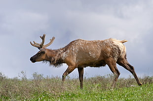 photography of brown deer standing on green grass under white sky during daytime