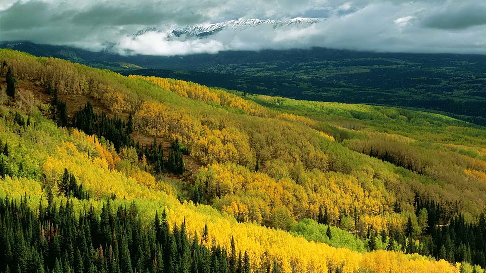 green and yellow leaf trees with mountain view HD wallpaper