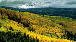 green and yellow leaf trees with mountain view