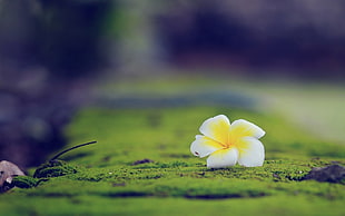 shallow focus photography of white-and-yellow petaled flower on green mossy ground