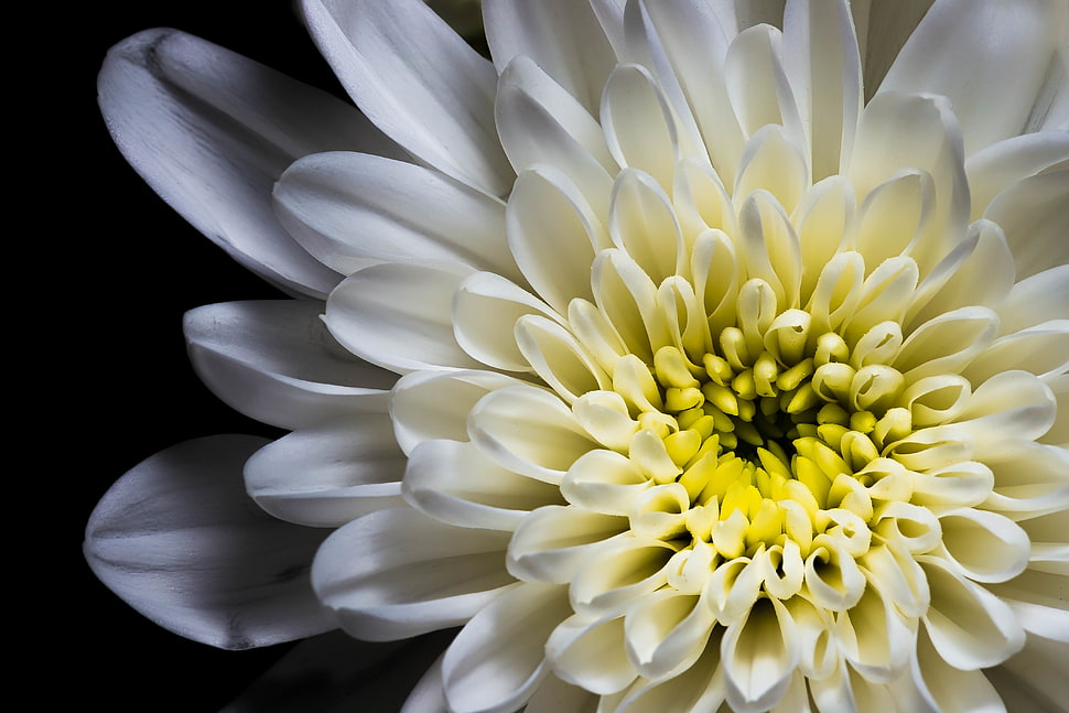 white petaled flower macro photo HD wallpaper