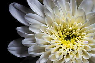 white petaled flower macro photo HD wallpaper