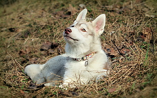 Husky laying on green grass ground during daytime