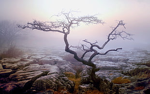 Tree,  Lonely,  Stones,  Fog HD wallpaper
