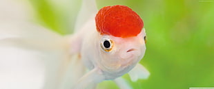 white and red fish
