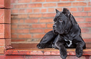 adult white and black Dogo Canario