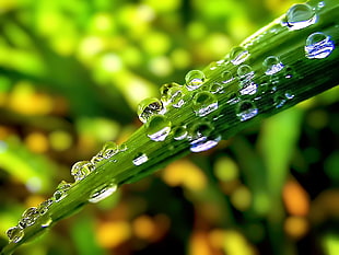 water dew on leaf in macro photography during daytime HD wallpaper