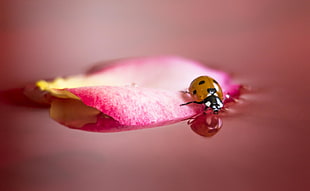 brown and black Ladybug on pink and yellow petaled flower, rose