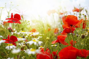 close up photo of red poppy flower field HD wallpaper