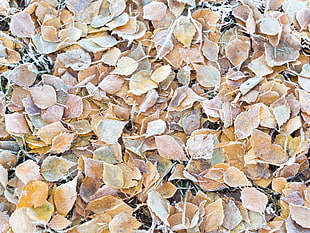 brown leaves, nature, fall, cold, frost