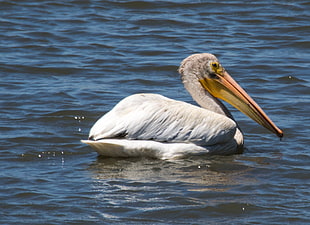 brown Pelican on water, white pelican