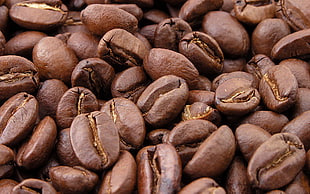 close-up photography of coffee beans HD wallpaper