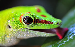 close up photo of green Lizard