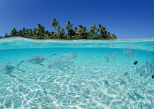 underwater photo of fish near island