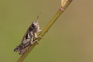 gray grasshopper perching on green plant