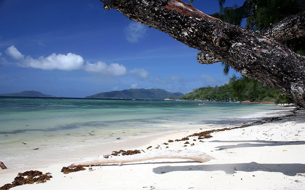 white sand beach under blue sky HD wallpaper