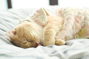 orange cat sleeping on bed