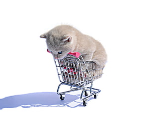 gray kitten, shopping cart, cat, white, animals