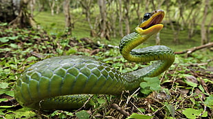 green scaled snake on green and brown grass field