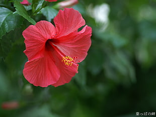 close-up photography of red Hibiscus flower
