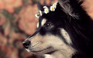 close-up photography of medium-coat black and tan dog