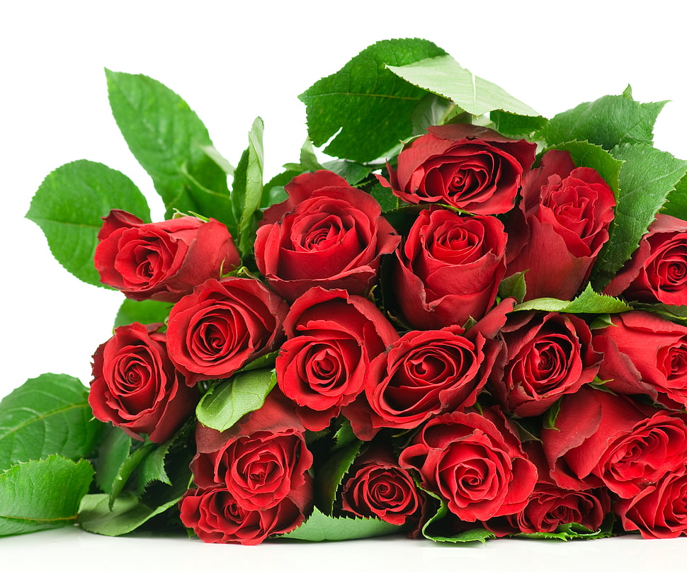 bouquet of red roses HD wallpaper