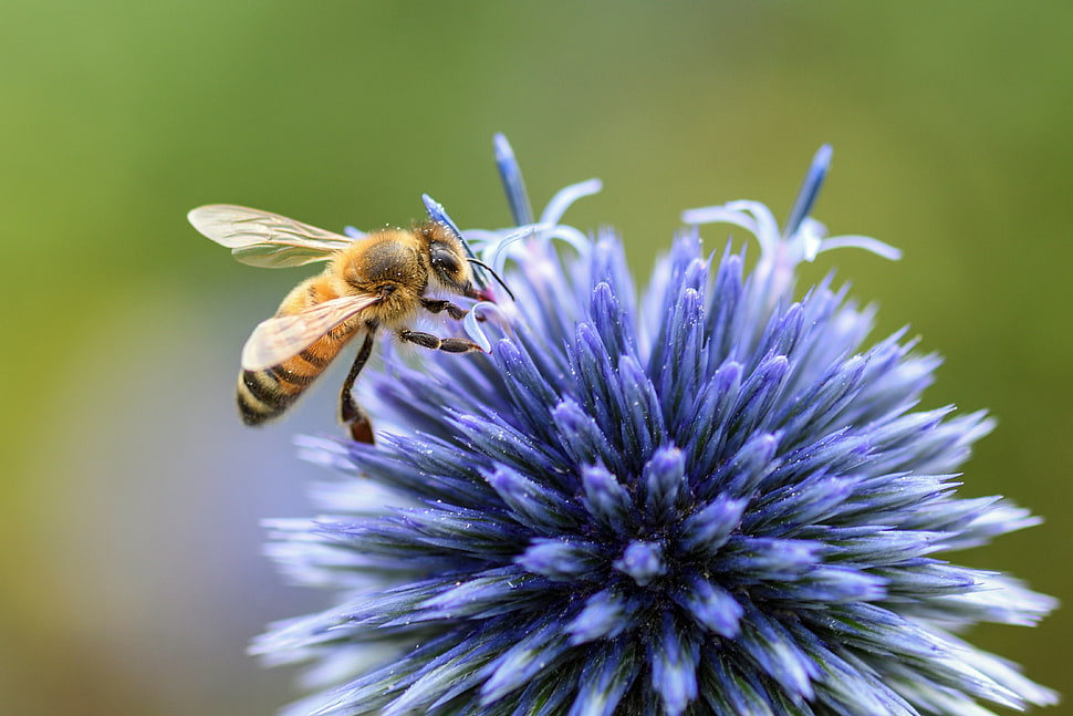 Honeybee on purple petaled flower HD wallpaper