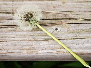 white Dandelion flower on brown wood board