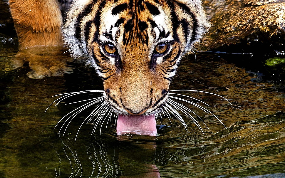 tiger drinking water photography HD wallpaper