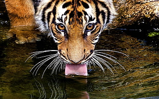tiger drinking water photography