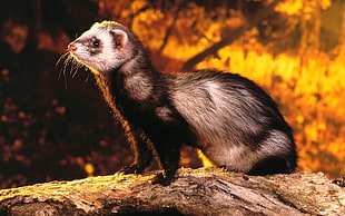 black and brown Ferret on rock during golden hour
