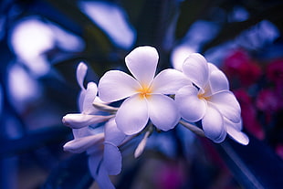 closeup photo of white petal flowers HD wallpaper