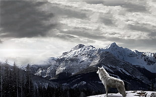 gray wolf, mountains, wolf, landscape, clouds