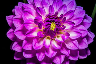photography of purple flower HD wallpaper