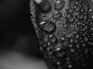 water dew in close up photo