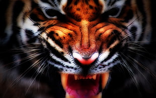 brown tiger, tiger HD wallpaper