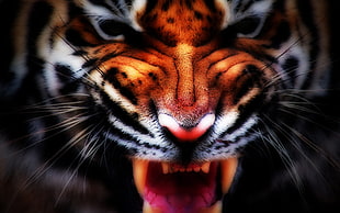 brown tiger, tiger