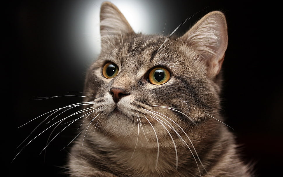 brown tabby cat looking up HD wallpaper