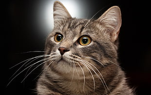 brown tabby cat looking up