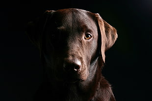 chocolate adult labrador photo