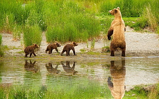 four brown bears photo during daytime