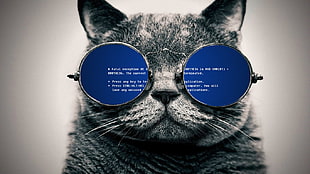 black cat, cat, glasses, Blue Screen of Death HD wallpaper