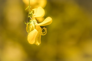 selective focus photography of Thryallis flower HD wallpaper