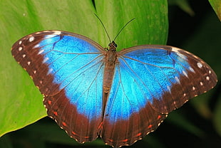close-up photography of Morpho butterfly on green leaf