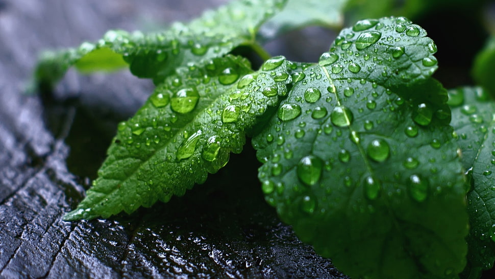 green leaf plant with water droplets HD wallpaper